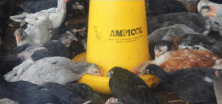 Info Medion 23 Pakan Berkualitas untuk Ayam Kampung