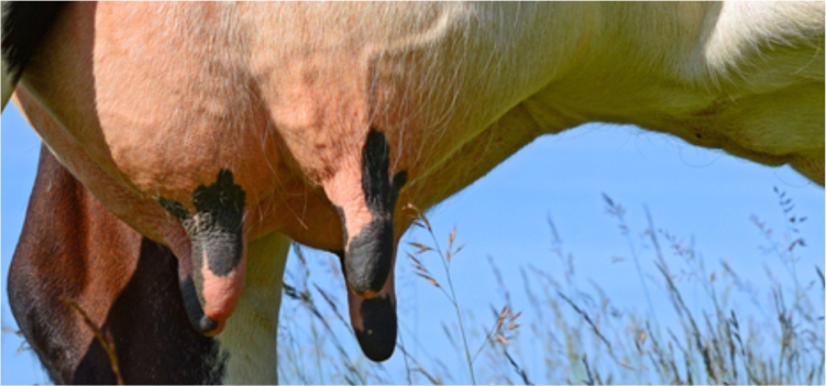 Cegah Mastitis pada Sapi Perah dengan Herbal 9 Cegah Mastitis pada Sapi Perah dengan Herbal