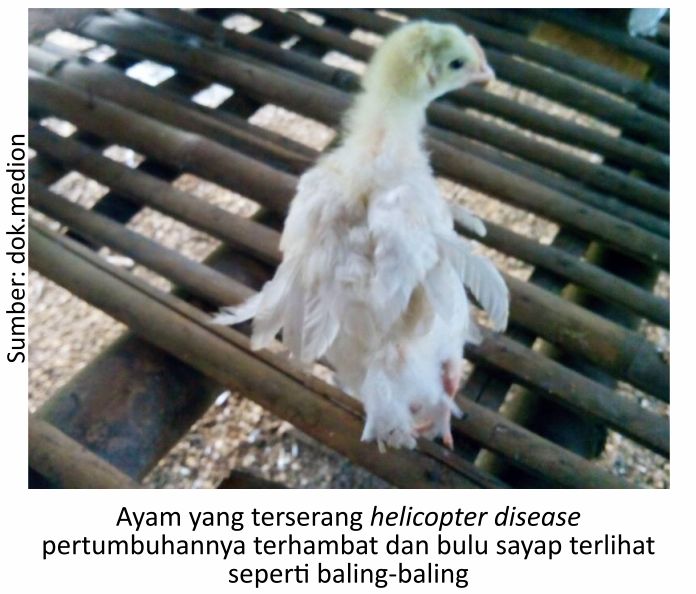 Mengatasi Kekerdilan pada Broiler 1 SUP01 2 1 1