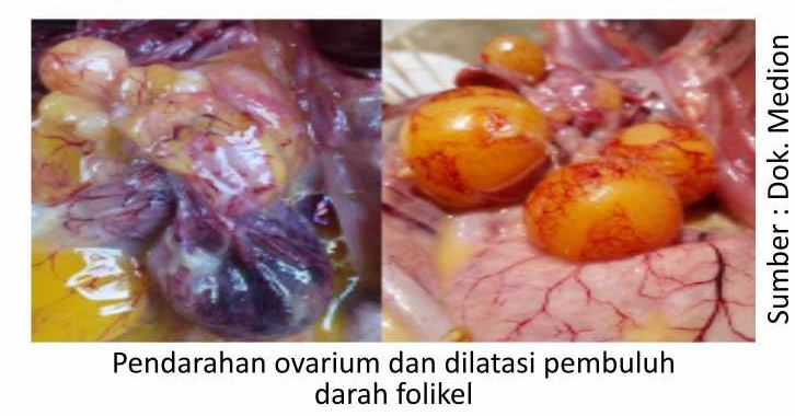 Berbagai Penyebab Penurunan Produksi Telur 1 SUP01 2 1