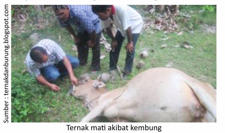 Mencegah dan Menangani Kembung pada Ternak 3 SUP01 3