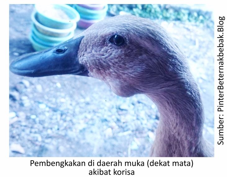 Pentingnya Menjaga Kesehatan Itik 1 SUP01 5