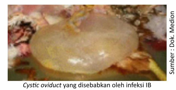 Berbagai Penyebab Penurunan Produksi Telur 2 SUP02 1 5