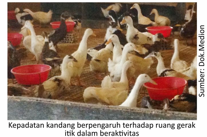 Pentingnya Menjaga Kesehatan Itik 2 SUP02 4