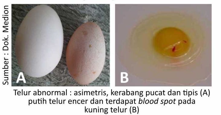 Berbagai Penyebab Penurunan Produksi Telur 3 SUP03 2 1