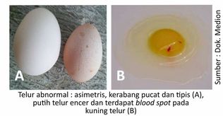 Dampak Serangan Penyakit IB di Ayam Petelur 3 SUP04 1 1