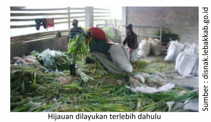 Mencegah dan Menangani Kembung pada Ternak 4 SUP04 2