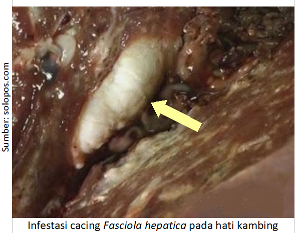 Mengatasi Cacingan pada Kambing 2 Screenshot 16