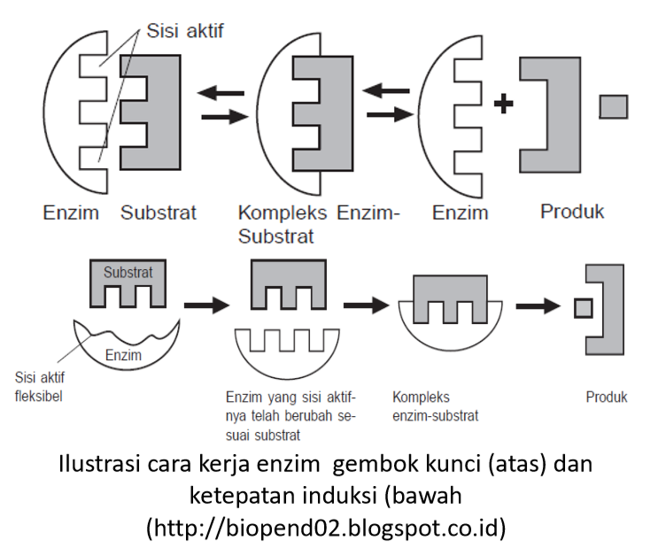 Penggunaan Enzim dalam Pakan Unggas 2 Screenshot 28