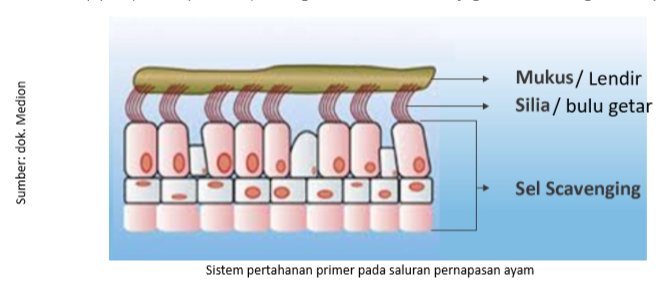 Mengatasi Gangguan Pernapasan dengan Herbal 1 Screenshot 8