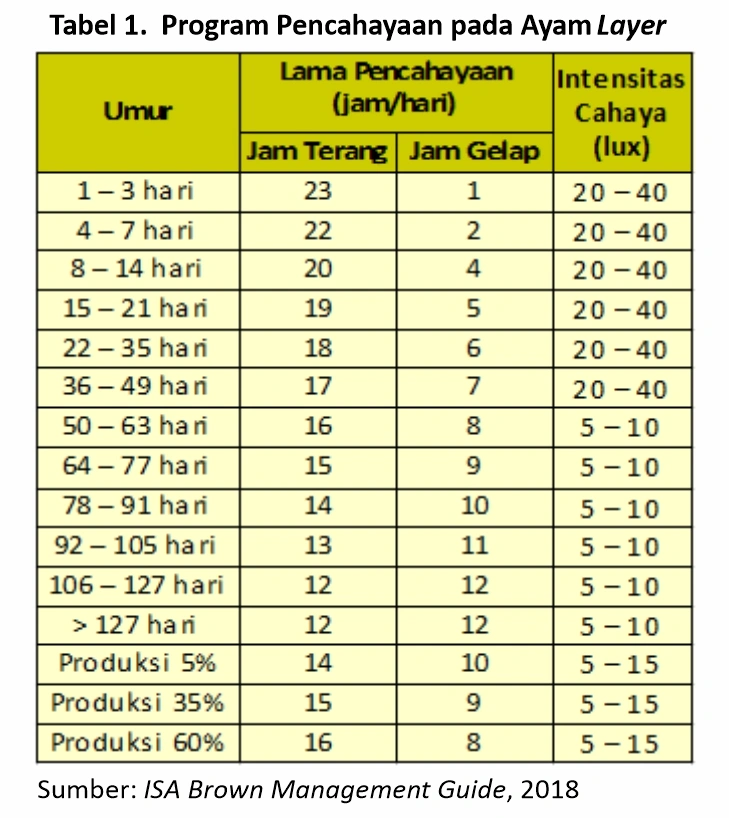 Mencegah Ayam Layer Bertelur Dini 2 Tabel 1 Program Pencahayaan Ayam Layer