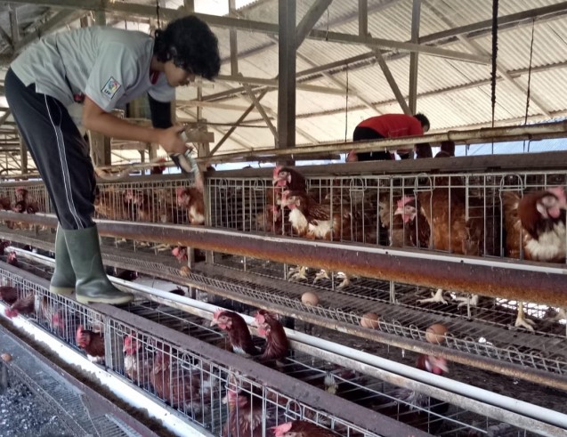 Info Medion 27 Vaksinasi Gumboro Umur 3 Minggu