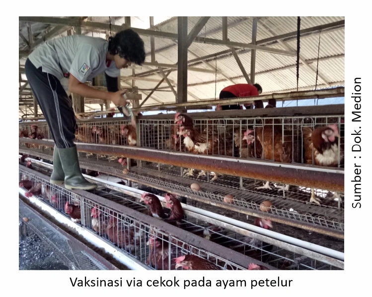 Vaksinasi Gumboro Umur 3 Minggu 1 Vaksinasi via cekok ayam petelur