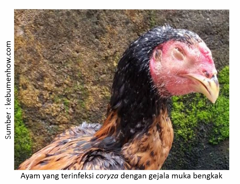Mengenal Penyakit Coryza pada Ayam Laga 1 Ayam terinfeksi coryza