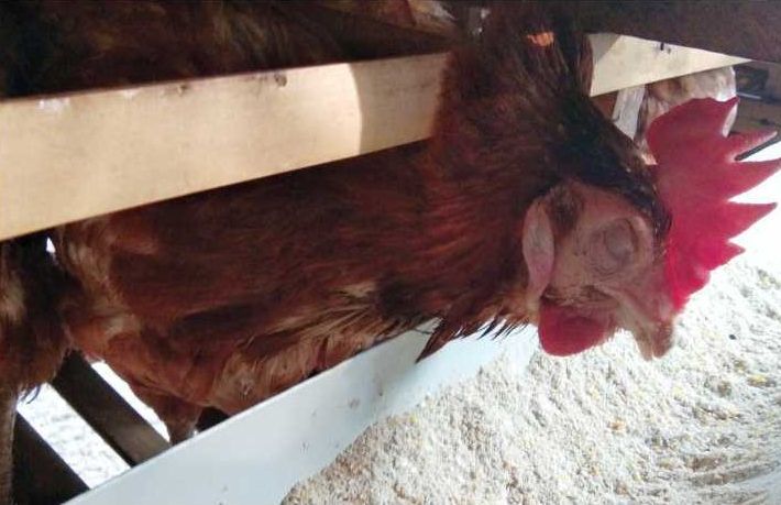 Info Medion 22 Identifikasi Gejala Klinis pada Ayam Petelur