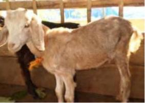 Mengatasi Cacingan pada Kambing 6 ft 1 1 1