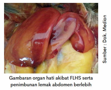 Kasus Fatty Liver Hemoragic Syndrome pada Layer 1 image 10 3