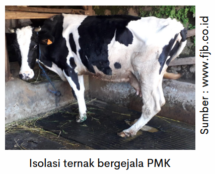 Mempercepat Penyembuhan Luka pada Kasus PMK 1 image 12 3