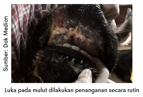 Mempercepat Penyembuhan Luka pada Kasus PMK 2 image 13 3