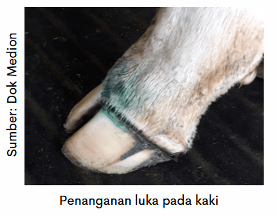 Mempercepat Penyembuhan Luka pada Kasus PMK 3 image 14 3