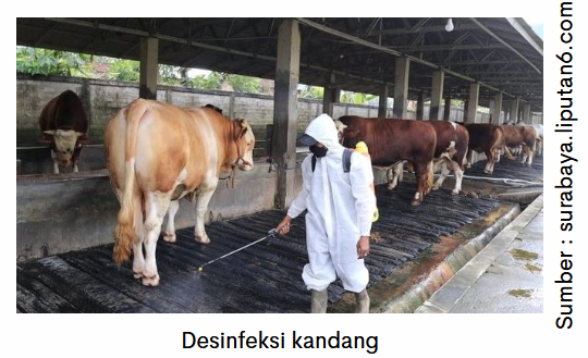 Mempercepat Penyembuhan Luka pada Kasus PMK 4 image 15 3