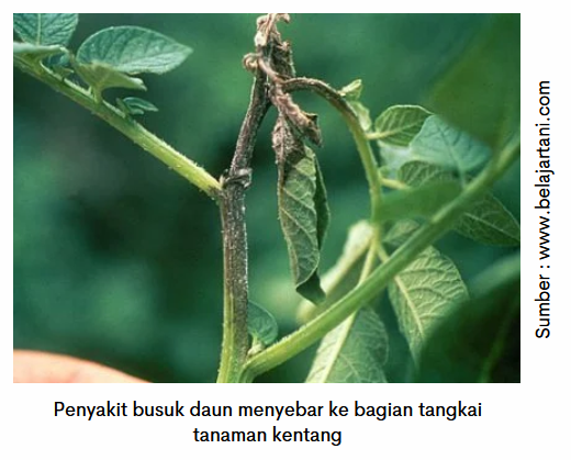 Melindungi Tanaman Kentang dari Penyakit Busuk Daun 7 image 22