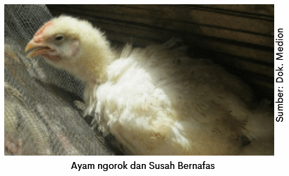 Biangnya CRD dan CRD Kompleks 4 image 3 1