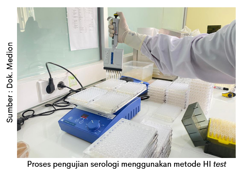 Peran Penting Pemantauan Titer Antibodi Ayam Layer 4 image 3 4