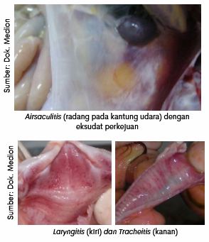 Biangnya CRD dan CRD Kompleks 5 image 4 1 1