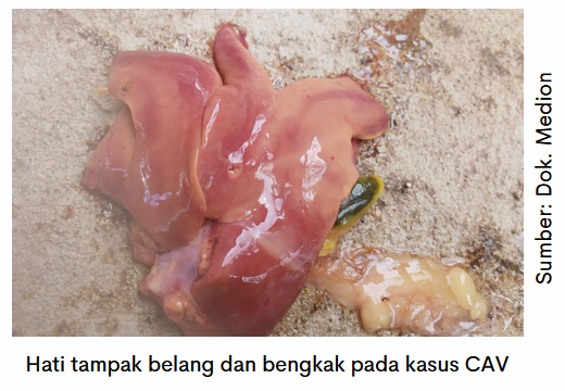 Hati Sehat, Performa Optimal 6 image 4