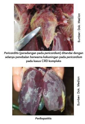Biangnya CRD dan CRD Kompleks 6 image 5 1 1