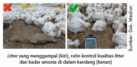 Biangnya CRD dan CRD Kompleks 7 image 6 1