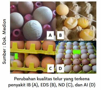 Penanganan Penurunan Produksi Telur 1 image 9 3