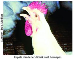 Strategi Menjaga kesehatan Pernapasan Ayam 9 kepala dan leher di tarik saat bernafas 300x239 1