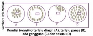 Optimalisasi Manajemen Pemeliharaan di Era Non AGP 3 kondisi brooding terlalu dingin A terlalu panas B ada gangguan c dan sesuai D 300x118 1