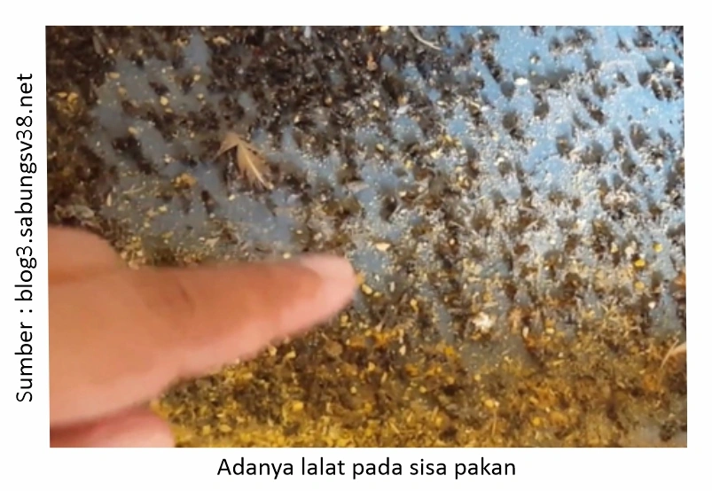 Mengatasi Cacingan pada Ayam Laga 1 Lalat pada sisa pakan