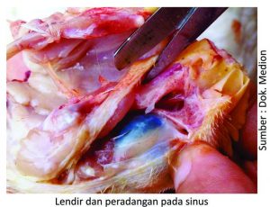 Strategi Menjaga kesehatan Pernapasan Ayam 12 lendir dan peradangan pada sinus 300x230 1