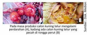 Pantauan Kasus ND di Lapangan 2 pada masa produksi calon kuning telur mengalami pendarahan 300x121 1