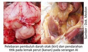 Strategi Menjaga kesehatan Pernapasan Ayam 6 pelebaran pembuluh darah 300x177 1