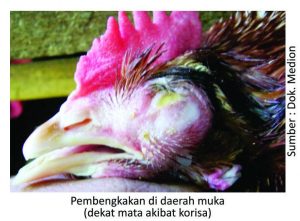Strategi Menjaga kesehatan Pernapasan Ayam 11 pembengkakan didaerah muka 300x221 1