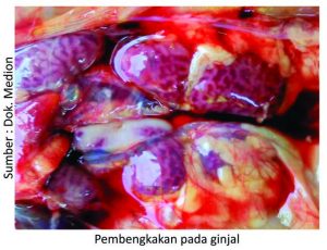 Strategi Menjaga kesehatan Pernapasan Ayam 8 pembengkakan pada ginjal 300x230 1