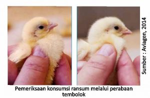 Optimalisasi Manajemen Pemeliharaan di Era Non AGP 4 pemeriksaan konsumsi ransum melalui perabaan tembolok 300x196 1