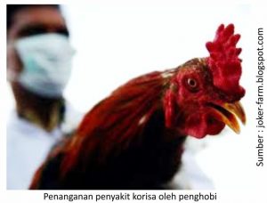 Mengatasi Snot dan Ngorok pada Ayam Laga