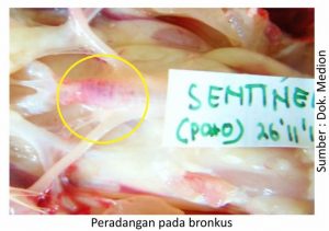Strategi Menjaga kesehatan Pernapasan Ayam 7 peradangan pada bronkus 300x211 1