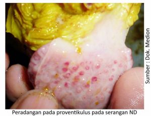 Strategi Menjaga kesehatan Pernapasan Ayam 5 peradangan pada proventikulus 300x231 1
