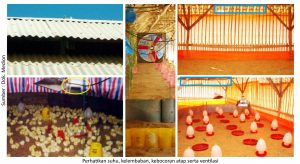 Strategi Menjaga kesehatan Pernapasan Ayam 13 perhatikan suhu kelembapan kebocoran atap serta ventilasi 300x164 1