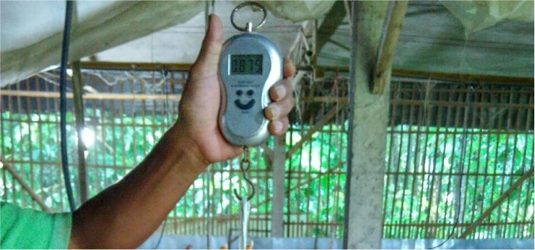 Siasat Produksi Telur Seragam