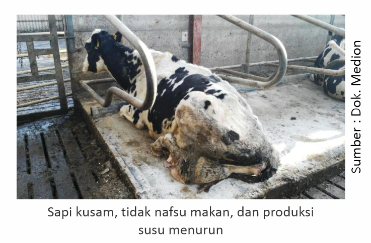 Mengatasi Gangguan Pencernaan pada Sapi 1 Sapi tidak nafsu makan dan produksi susu menurun
