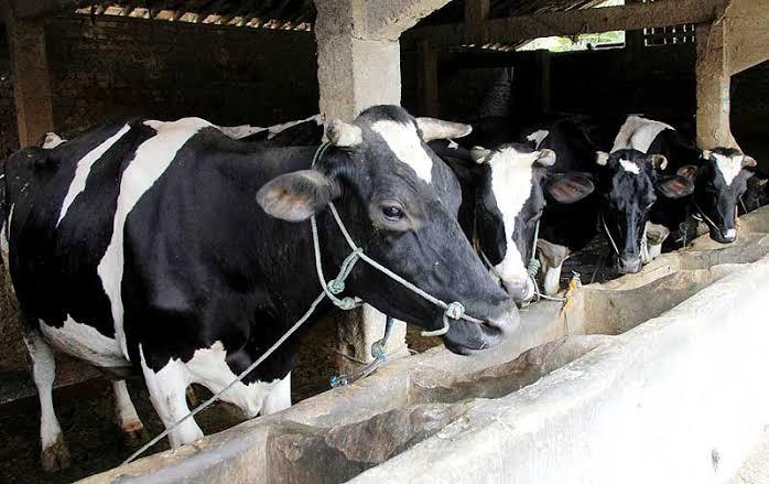 Sapi Sehat, Susu Berkualitas 1 sapi sehat 1