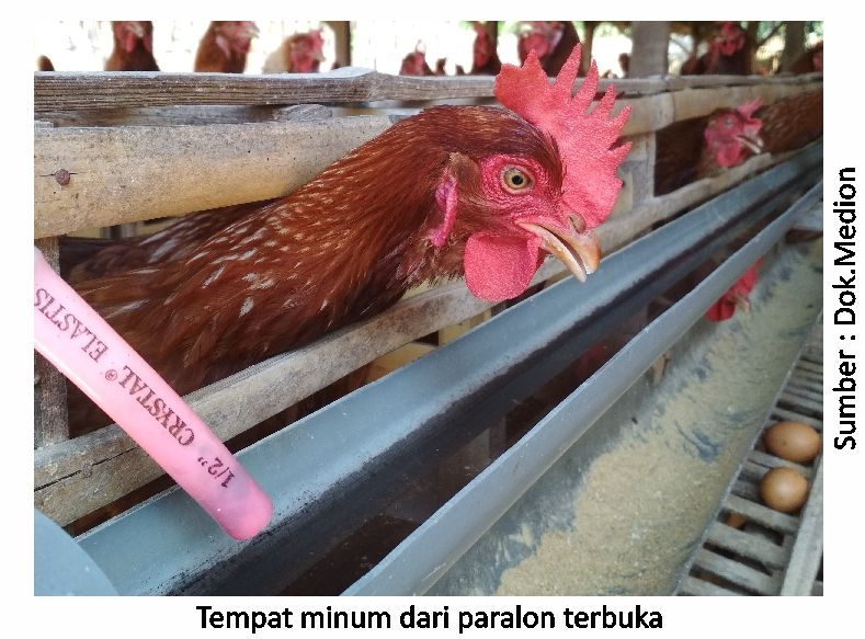 Titik Lemah Manajemen Penyebab CRD dan Korisa 11 tempat minum dari paralon terbuka